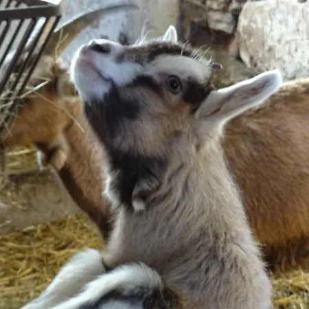 Urselhof Apartment Hermsdorf (Saxony)